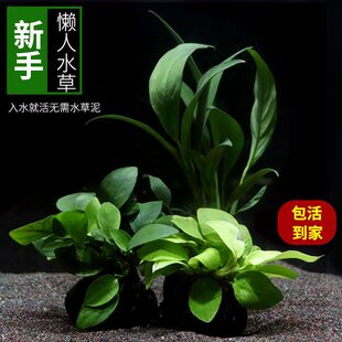 鱼缸养鱼水草真草增氧净化水坨草阴性红色植物造景套餐新手入门级