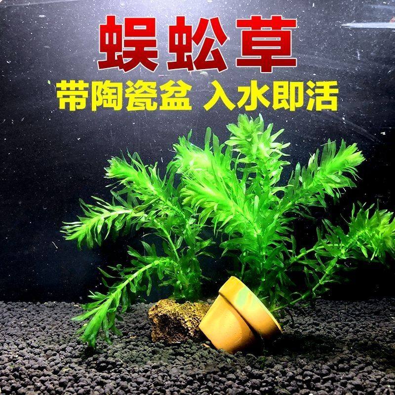 蜈蚣草多枝叉款小型鱼避难所绿植鱼缸造景水培植物真水草水袋包装,宠物/宠物食品及用品,造景/装饰,淘宝优惠券,粉丝福利购,淘宝优惠卷