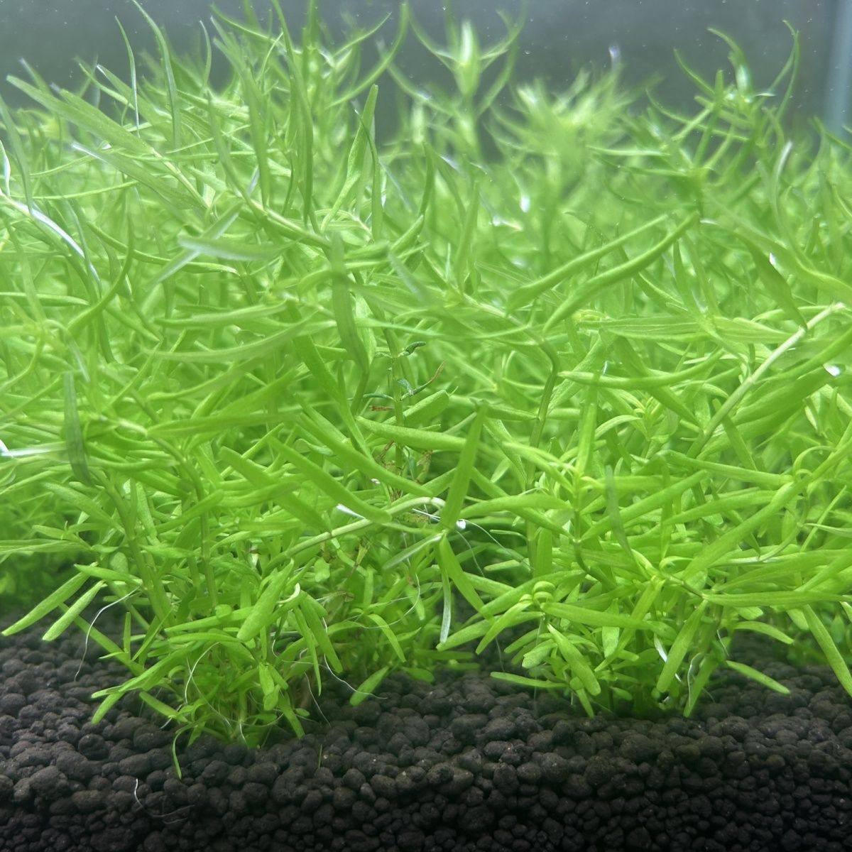 新手绿宫廷尖叶水下叶打头草荷兰景草缸中后景无碳可养水草活体,鲜花速递/花卉仿真/绿植园艺,海藻球,淘宝优惠券,粉丝福利购,淘宝优惠卷