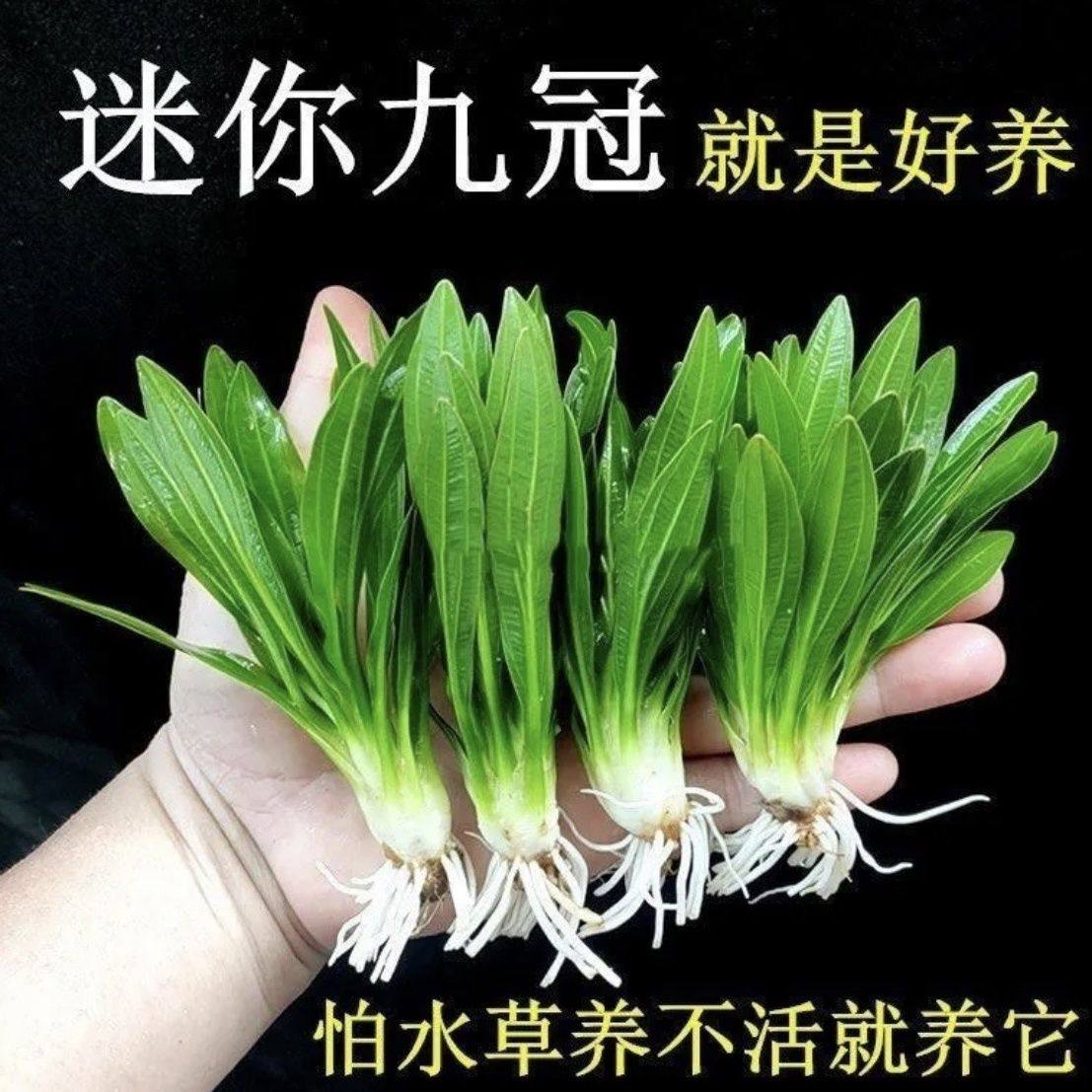 迷你九鱼缸植物淡水造景阴性,鲜花速递/花卉仿真/绿植园艺,海藻球,淘宝优惠券,粉丝福利购,淘宝优惠卷