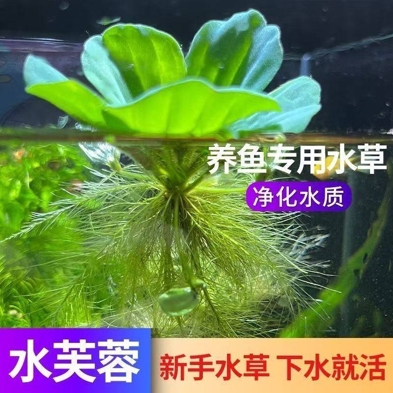 水芙蓉浮萍水草造景植物净化水质水培水养特价养鱼养虾浮萍,鲜花速递/花卉仿真/绿植园艺,海藻球,淘宝优惠券,粉丝福利购,淘宝优惠卷