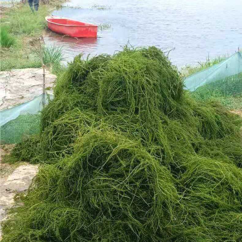 伊乐藻吃不败草苗鱼小龙虾蟹养殖专用净化水质水生植物增氧水草,宠物/宠物食品及用品,造景/装饰,淘宝优惠券,粉丝福利购,淘宝优惠卷