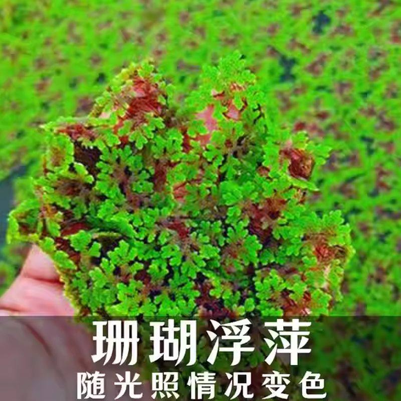 满江红珊瑚萍红绿浮萍鱼虾龟缸微造景观水生植物净化水质淡水水草,鲜花速递/花卉仿真/绿植园艺,海藻球,淘宝优惠券,粉丝福利购,淘宝优惠卷