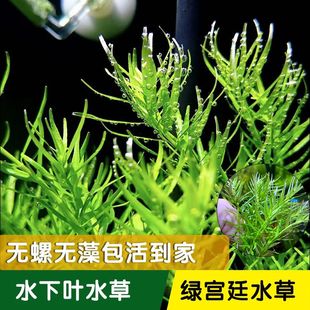 绿宫廷水草中后景草缸造景植物水下叶打头草新手易养不用二氧化碳
