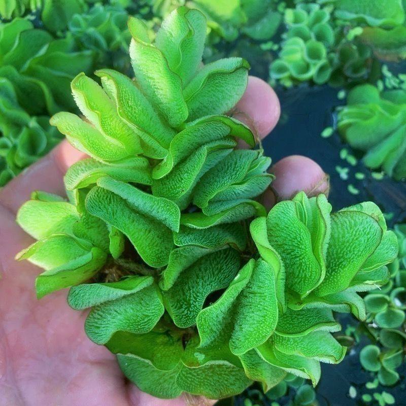 槐叶浮萍生态鱼缸微景盆景造景装饰水面植物净化水质活体水草淡水,宠物/宠物食品及用品,造景/装饰,淘宝优惠券,粉丝福利购,淘宝优惠卷