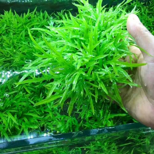 Ada叉叶铁皇冠水草鱼缸活