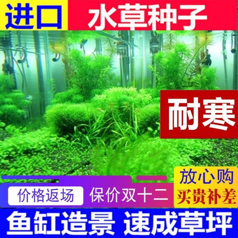 水草种子植物红叶鱼缸天湖葵水草种籽增氧造景懒人四季水族箱谷精