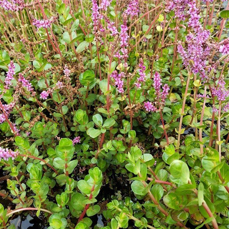 圆叶水草鱼缸造景净化水质水培水生花卉浮萍微景观水族箱绿植装饰,宠物/宠物食品及用品,造景/装饰,淘宝优惠券,粉丝福利购,淘宝优惠卷