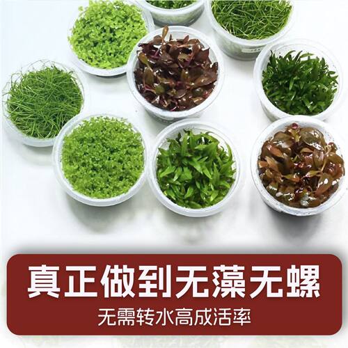 迷你牛毛草无菌杯前景草