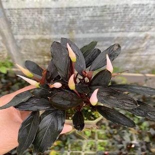 辣椒榕水草易鱼缸造景蓝精灵淡水植物沉木阴性无需co2幽灵布朗尼