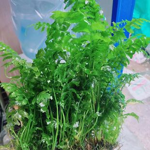 青木蕨水草中景前景后景新手好养阴性增氧净化植物懒人鱼缸造景