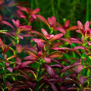 夕烧水草水下叶草缸荷兰景造景开缸草打头草活体植物中景草