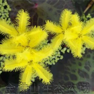 水族箱龟背黄花荇菜景观浮萍活体有茎类植物浮性净化水质水草包邮
