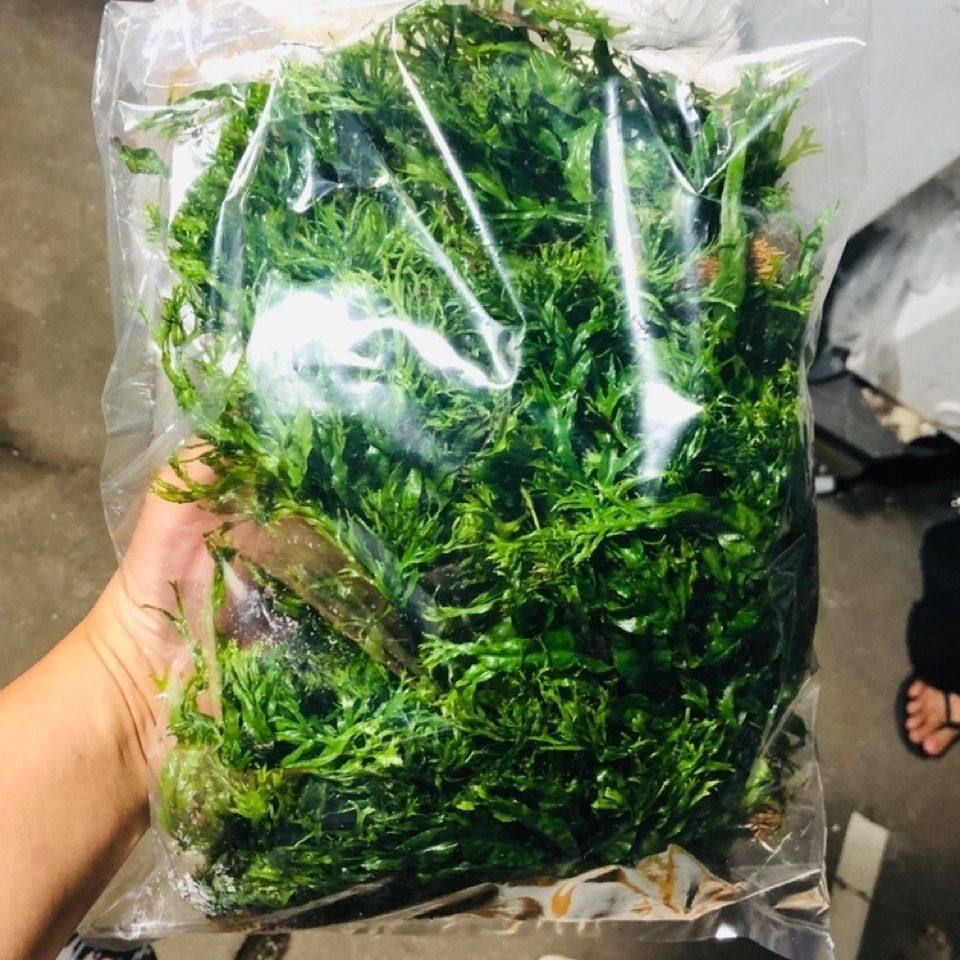 丹麦细叶铁皇冠草集锦鹿角铁鱼缸造景耐活活体水草前景矮水草,宠物/宠物食品及用品,造景/装饰,淘宝优惠券,粉丝福利购,淘宝优惠卷