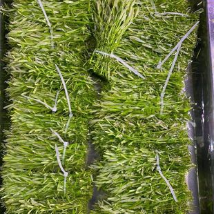 新手绿宫廷尖叶水下叶打头草荷兰景草缸中后景无碳可养水草活体