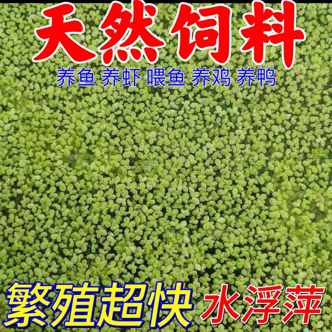 芝麻浮萍紫背鱼水质净化水草造景小青萍养龟鱼缸,鲜花速递/花卉仿真/绿植园艺,海藻球,淘宝优惠券,粉丝福利购,淘宝优惠卷