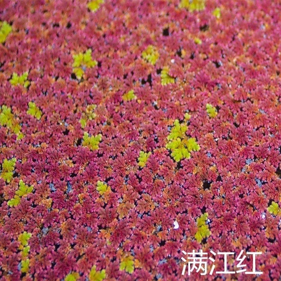 满江红珊瑚萍红绿浮萍鱼虾龟缸微造景观水生植物净化水质淡水水草,宠物/宠物食品及用品,造景/装饰,淘宝优惠券,粉丝福利购,淘宝优惠卷