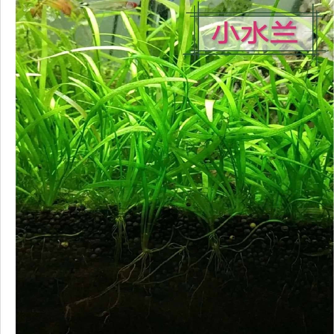 真水草大水兰小水兰扭兰龙舌兰赖养前后景新手鱼缸造景好养,宠物/宠物食品及用品,造景/装饰,淘宝优惠券,粉丝福利购,淘宝优惠卷