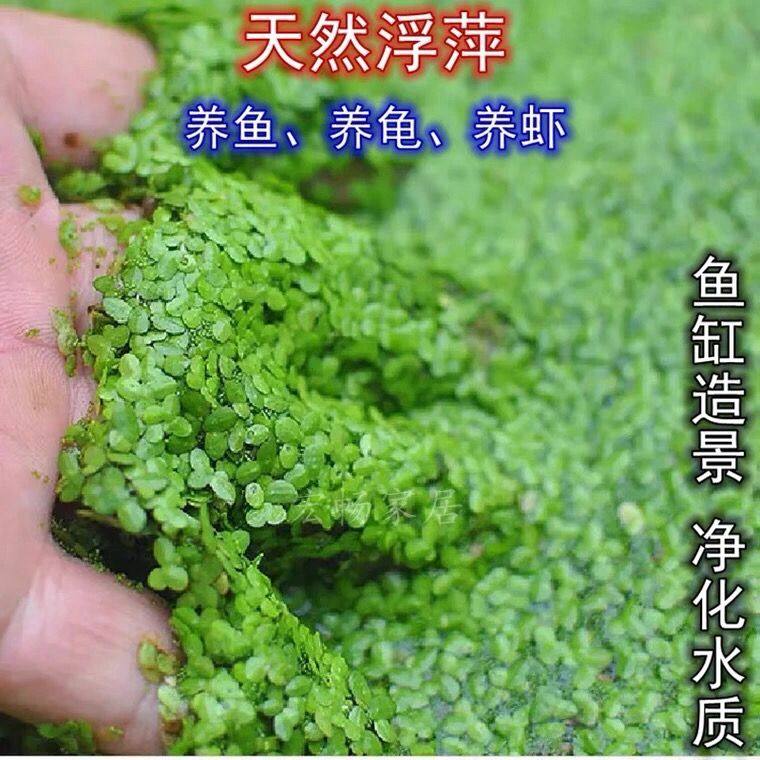 小叶浮萍芝麻浮萍养鱼养虾养龟鱼缸造景净化水质水草懒人水草水培,鲜花速递/花卉仿真/绿植园艺,海藻球,淘宝优惠券,粉丝福利购,淘宝优惠卷