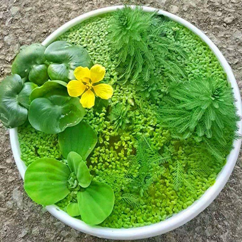 水草浮萍水葫芦水芙蓉狐尾草水生植物花卉鱼虾蟹龟缸池塘造景四季,鲜花速递/花卉仿真/绿植园艺,海藻球,淘宝优惠券,粉丝福利购,淘宝优惠卷