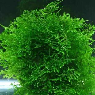 懒人莫斯水草一整套孔雀鱼水草散装鱼缸增氧地毯增氧水草慕斯绿植