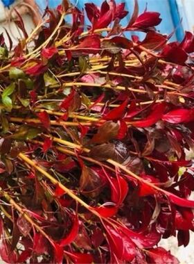 草场直销火焰丁香 红丁香 后景红色水草鱼缸中后懒人造景红色草