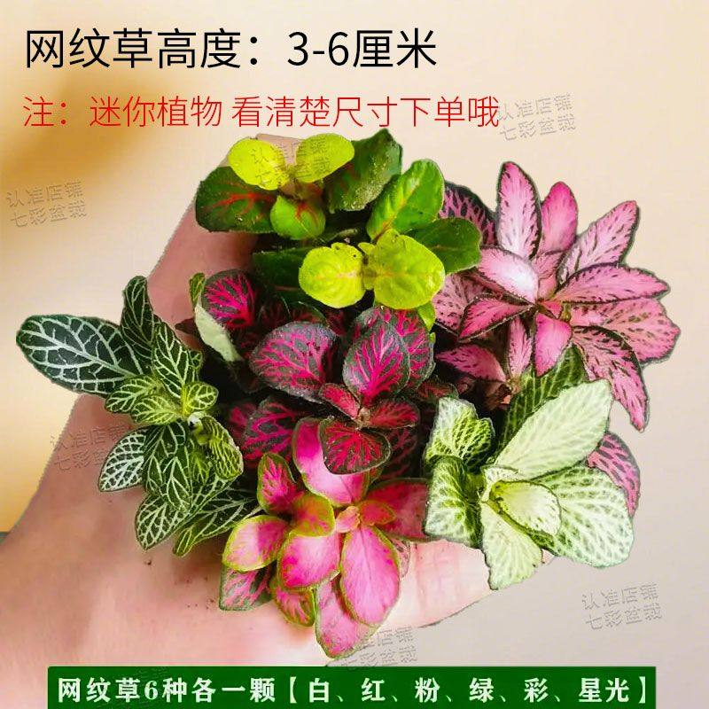 微景观苔藓类植物网纹草雨林植物水陆缸草红色diy组合套餐种植,鲜花速递/花卉仿真/绿植园艺,海藻球,淘宝优惠券,粉丝福利购,淘宝优惠卷