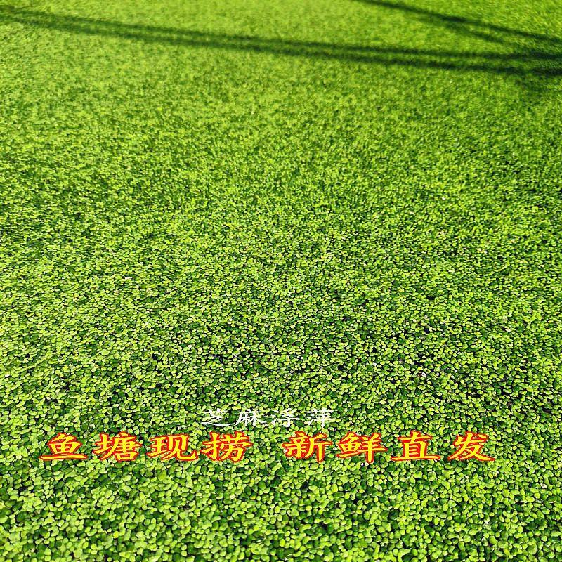鱼儿乐园小浮萍芝麻萍卵萍小叶圆心浮萍懒人水培增氧装饰养鱼养龟,鲜花速递/花卉仿真/绿植园艺,海藻球,淘宝优惠券,粉丝福利购,淘宝优惠卷