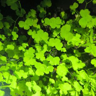 天湖葵阴性前景草坪新手古法生态增氧净化水质鱼缸造景