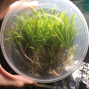 小水兰迷你水兰增氧净化草植物水族造景中前景懒人水草易养新手