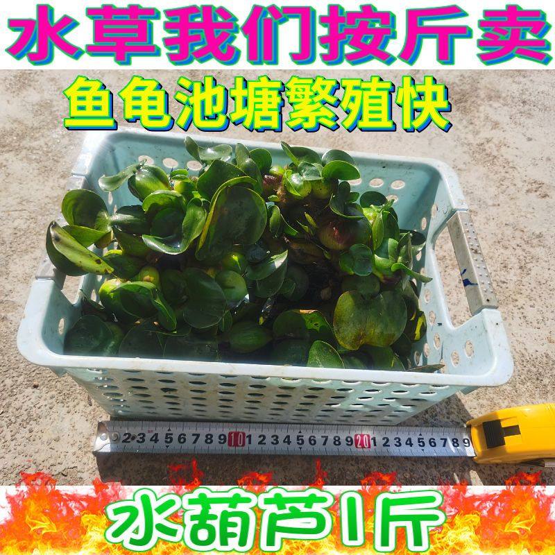 草场直销水葫芦水芙蓉庭院水培植物净化水质浮萍水草养鱼龟缸造景,宠物/宠物食品及用品,造景/装饰,淘宝优惠券,粉丝福利购,淘宝优惠卷