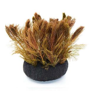 红菊绿菊红丝青叶红羽毛紫红丁香红雨伞水下叶坨草活体水草