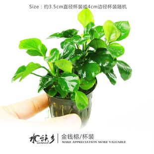 水榕水草植物蓝精灵丹麦瓦利斯尖叶黄金迷你小榕草缸懒人造景水草