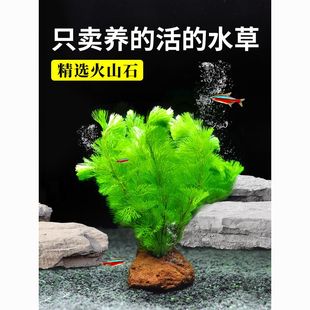 火山石新手水草缸植物真草蜈蚣草懒人增氧净化水下叶造景套餐组合