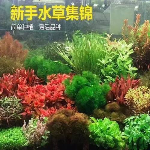 水草套餐组合鱼缸造景淡