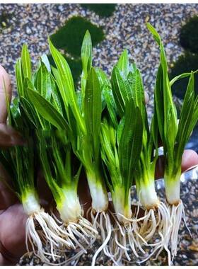 迷你九冠优质水草净化鱼
