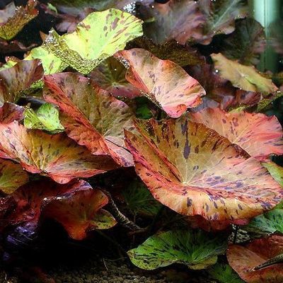 虎斑睡莲红活体真水草鱼