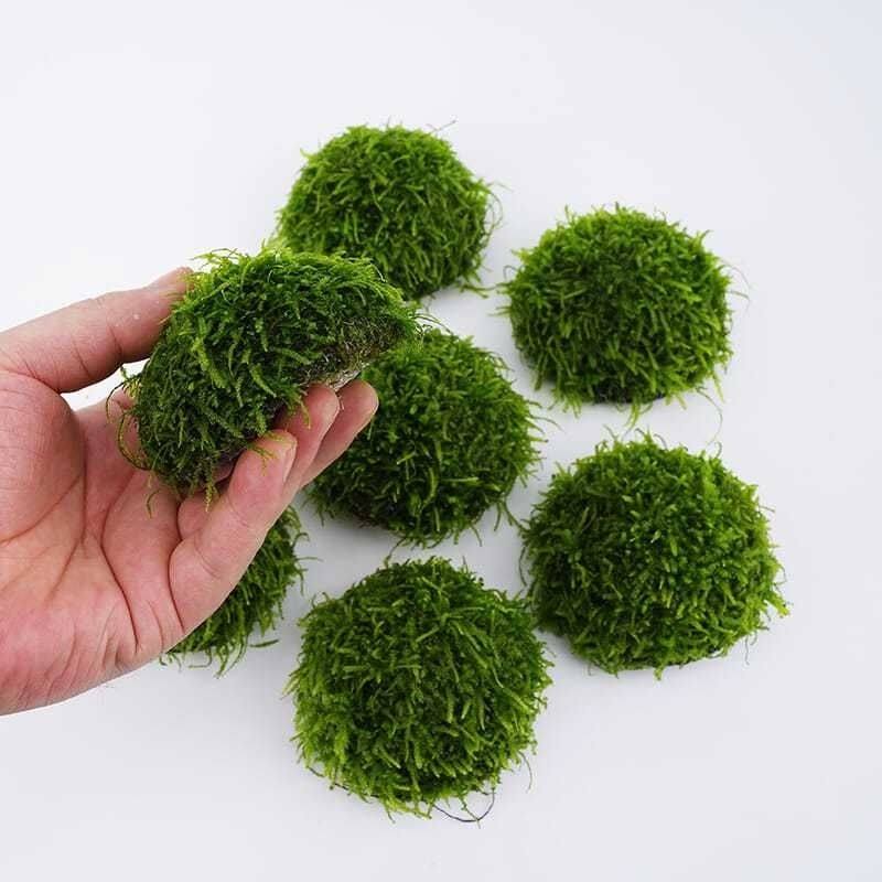 鱼缸懒人莫斯水草造景沉木大三角美凤尾垂泪沉水莫丝悬浮半球阴性,宠物/宠物食品及用品,造景/装饰,淘宝优惠券,粉丝福利购,淘宝优惠卷