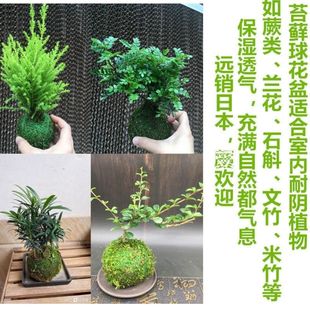 植物创意花盆 蝴蝶兰石斛种植微景观青苔趣味家居保湿苔藓花盆