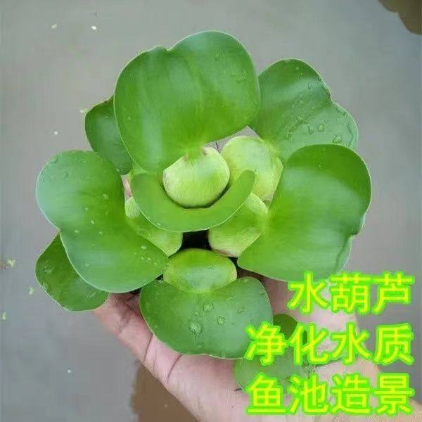 池塘水草植物鱼塘专用品养鱼水葫芦水培养龟养虾养蟹【包邮】,鲜花速递/花卉仿真/绿植园艺,海藻球,淘宝优惠券,粉丝福利购,淘宝优惠卷