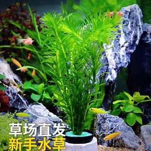 鱼缸造景后景真水草活体生态瓶蜈蚣草缸装饰金鱼藻类植物有茎类