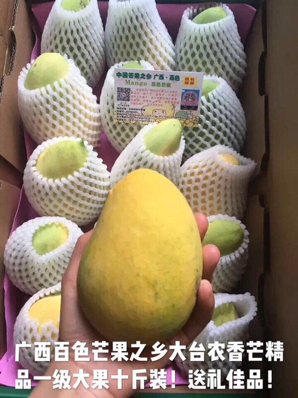 Guangxi Baise The village of mango Mango 10 Pounds loaded class a Large fruit Odai Gift box Hardcover Giftsin the Aquatic meat/Fresh fruits and vegetables/Cooked , Fresh fruit , Mango  category - from Buy2taobao.com to provide professional Taobao agent buy service