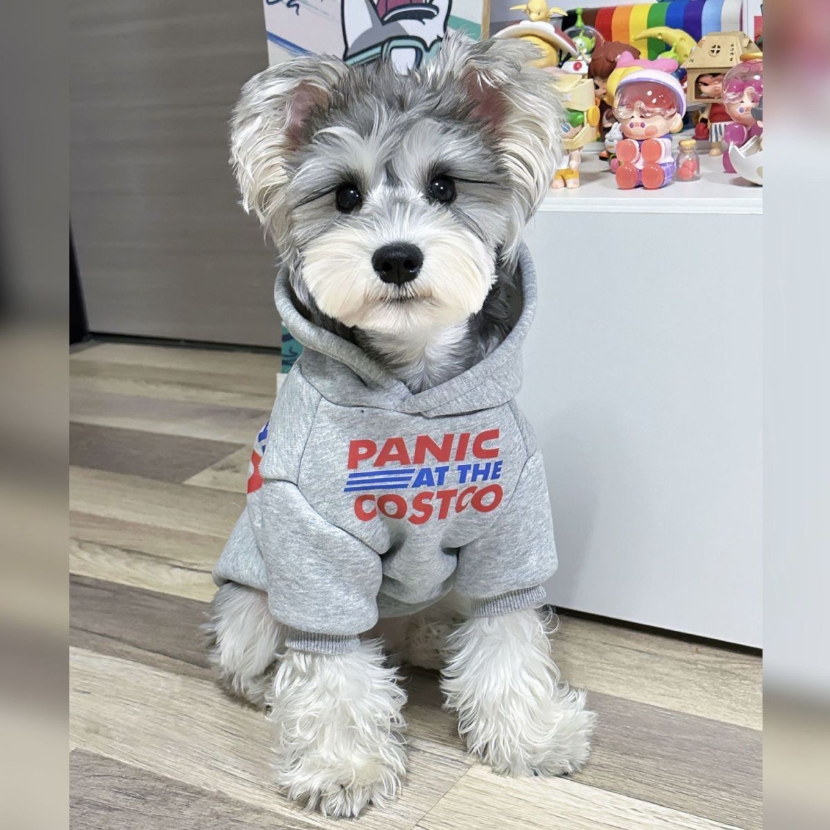 宠物狗狗衣服秋冬装韩版防掉毛比熊雪纳瑞泰迪小型犬加绒连帽卫衣