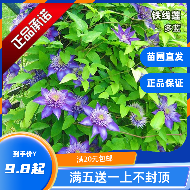 园艺攀援爬藤花苗四季庭院铁线莲