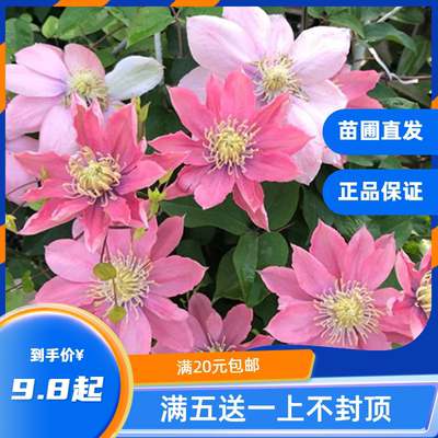 龙龙月季园艺 小美人鱼 铁线莲花苗 重瓣大花庭院爬藤攀援花卉