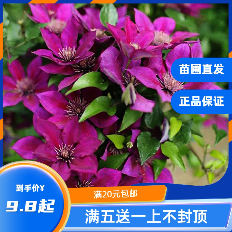 龙龙月季园艺 皮卡迪 铁线莲大道矮生阳台庭院攀缘爬藤花卉易养