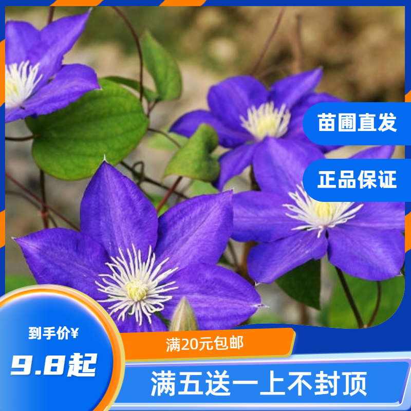 龙龙月季园艺 伍斯特美女 铁线莲盆栽爬藤植物小中大苗重瓣大花