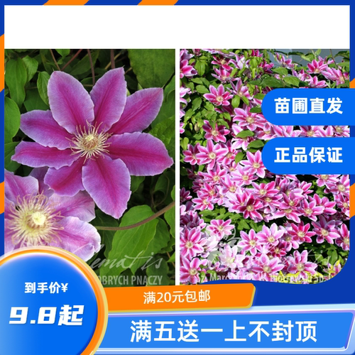 龙龙月季鲁佩尔博士攀缘铁线莲