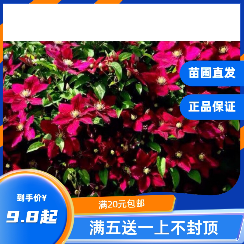 龙龙月季园艺 尼俄伯 铁线莲阳台庭院花墙爬藤本铁线莲二类铁花卉