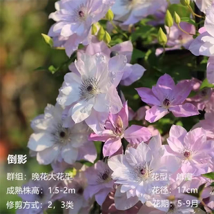 铁线莲营养钵小苗 倒影 攀缘爬藤耐热阳台四季花苗庭院三类F系列